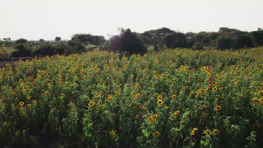 Sunflower farm during sunset with lush green leaves