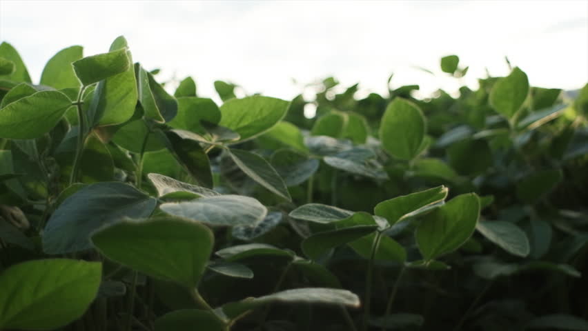 Close up of unknown young man farmer examining soybean crop leaves in cultivated field, male hand touching green plant at sunset. Agriculture environmental protection. Organic farming concept Royalty-Free Stock Footage #1106973511
