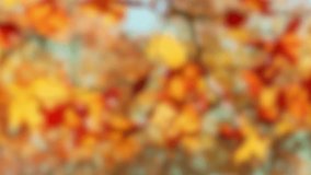 abstract autumn background with colorful bokeh light animation, bright blurred trees with fall leaf colors, beautiful outdoors concept with space for text or product presentation - Powered by Shutterstock - Get 15% off with code: PIKWIZARD15