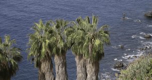 Palm trees on the ocean shore, Madeira, 4K