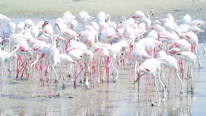 A large group of flamingos foraging for food dipping their slender beaks into the calm waters amidst a picturesque Middle Eastern mangrove. Bird watching and wildlife observation in the Middle East Royalty-Free Stock Footage #1106975787