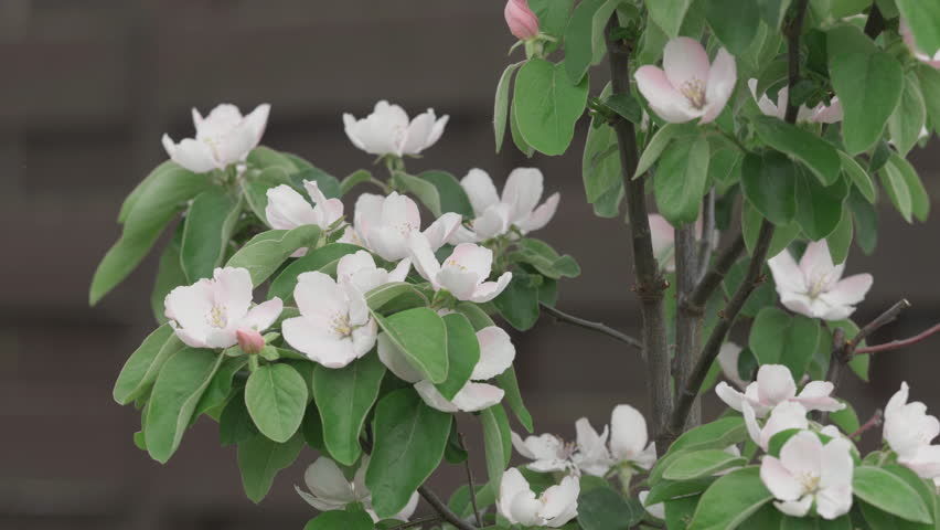 Detail of quince tree (Cydonia oblonga) branch blooming with big beautiful flowers in spring Royalty-Free Stock Footage #1106977117
