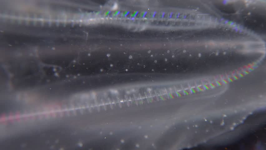 Invasive jellyfish ctenophora (Mnemiopsis leidyi), Black Sea Royalty-Free Stock Footage #1106977291