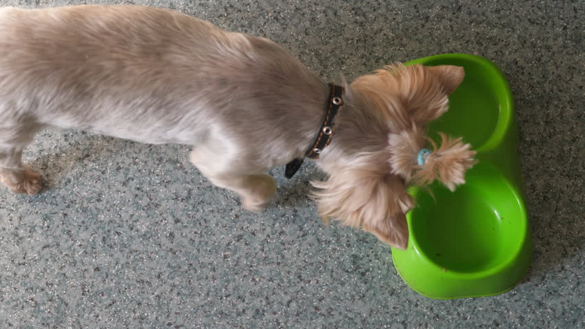 a hungry Yorkshire terrier dog looks at the owner at the camera while standing near empty food bowls. the hungry dog asks the owner for food Royalty-Free Stock Footage #1106977553