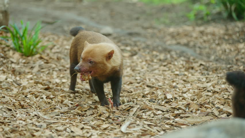Bush Dog chewing and eating meat from prey as another member of the pack walks past in Zoo environment
