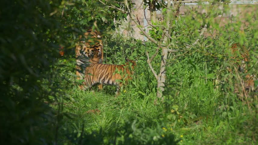 Sumatran tiger female walking out of wild bushes and knocks off cub play fighting with mother with her paw