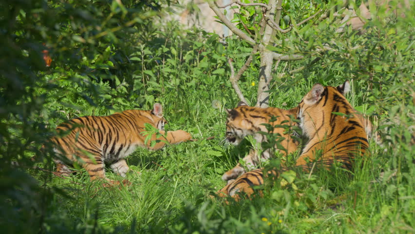 Cute Sumatran tiger cubs play fighting and pouncing on each other in the sun surrounded by grass environment next to mother