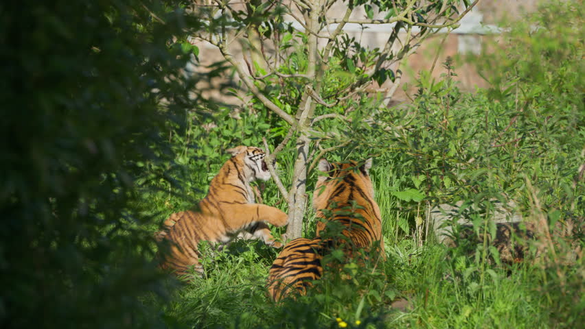 Cute Sumatran Tiger cubs play fighting, pouncing and climbing tree branch next to adult mother lying in wild grass environment
