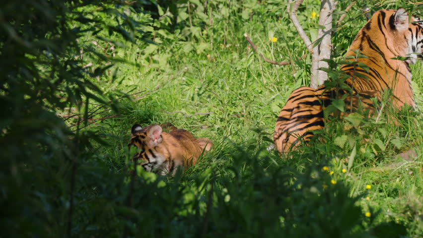 Sumatran tiger cub crouching in the shadows and stalking prey in the grass