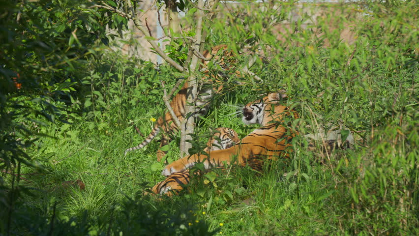 Sumatran tiger mother roaring at cubs play fighting with her in wild green grass environment