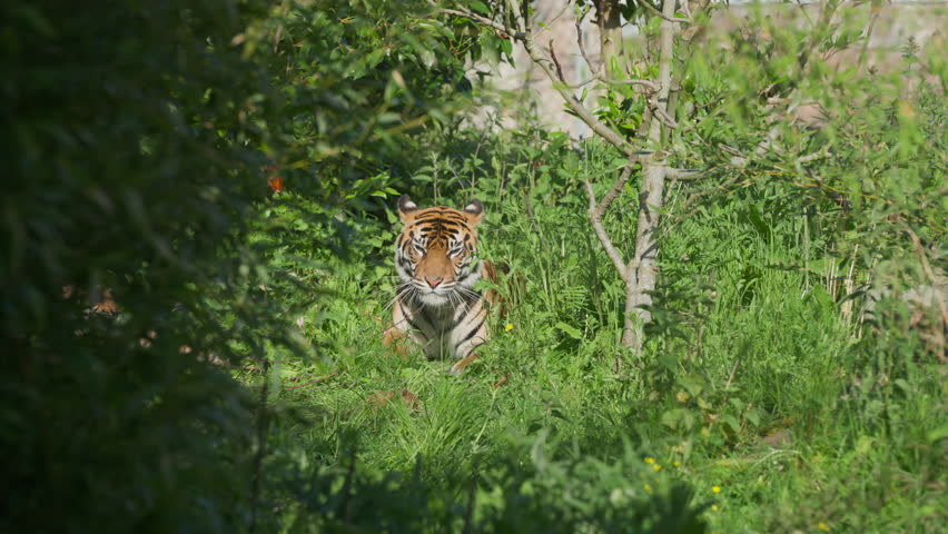 Sumatran tiger female walking through green grass in Zoo habitat with cub nearby in the sun