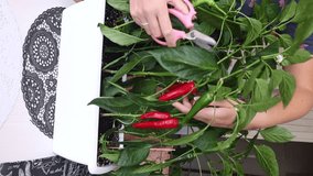 A woman cuts off ripe pepper fruits on a bush with scissors. Hot pepper grown in a pot. The fruits are green and red. vertical video.