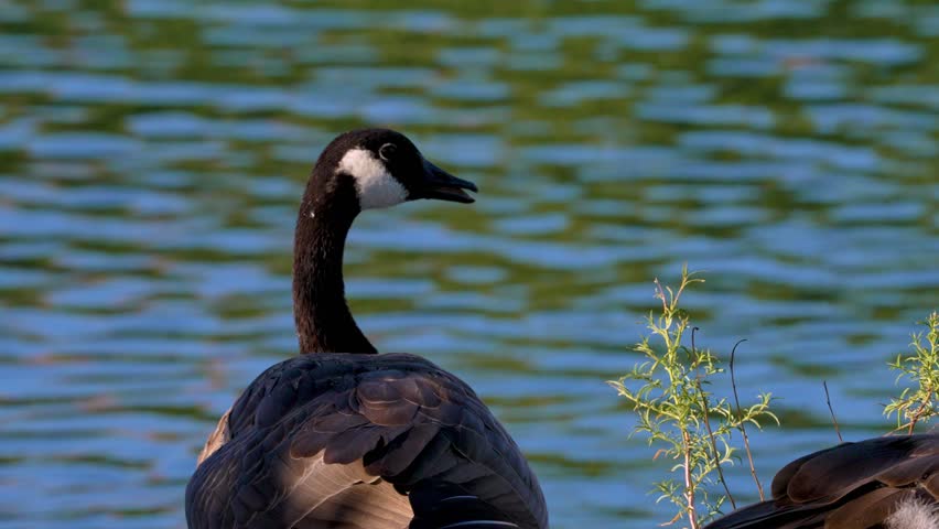 4k footage of Canadian Goose looking around a pond. 60 FPS