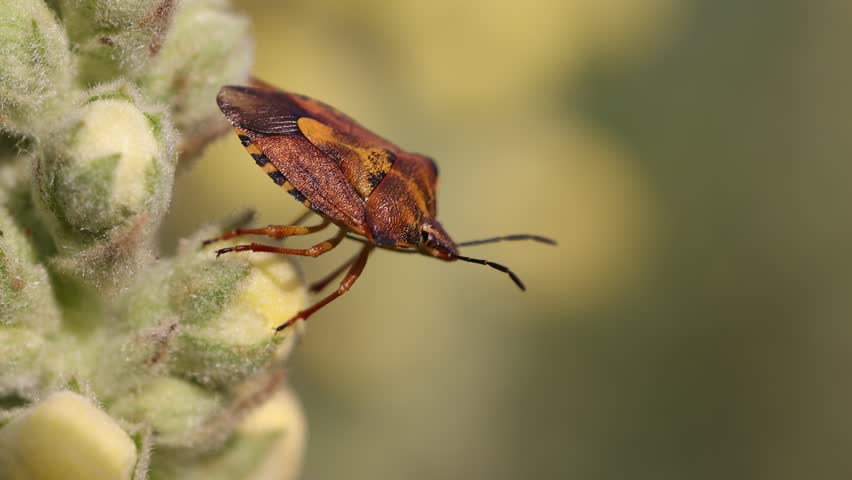 Close up shot of Brown marmorated stink bug (Halyomorpha halys) on flower jumping and flying away - slow motion