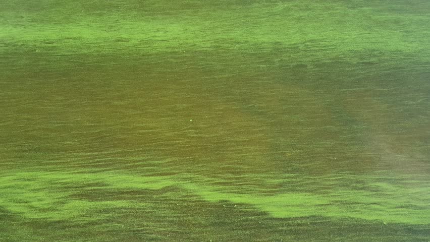 Water pollution by blooming blue-green algae - Cyanobacteria is world environmental problem. Water bodies, rivers and lakes with harmful algal blooms. Royalty-Free Stock Footage #1106986721