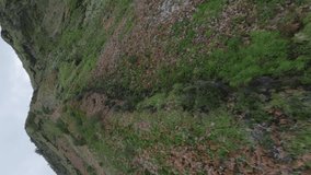 Vertical video. Aerial view climbing on mountain ridge covered by greenery plant vegetation approaching peak. FPV sport drone shot natural cliff rock geology formation green grass bush stone texture