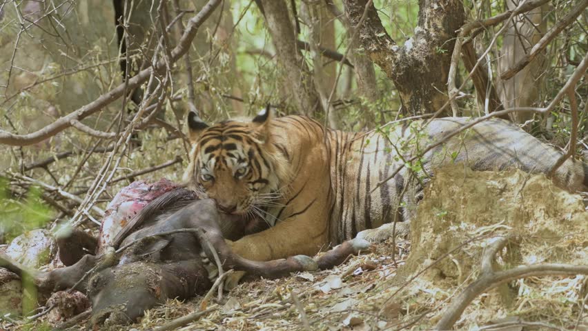 Male tiger on a Cattle kill in zone 10, Ranthambhor National Park,Rajasthan,India Royalty-Free Stock Footage #1106988317