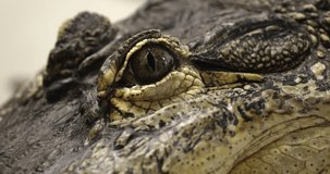 footage of a dangerous crocodile extreme eye closeup. epic shot of a wild crocodile face closeup resting and isolated on white background