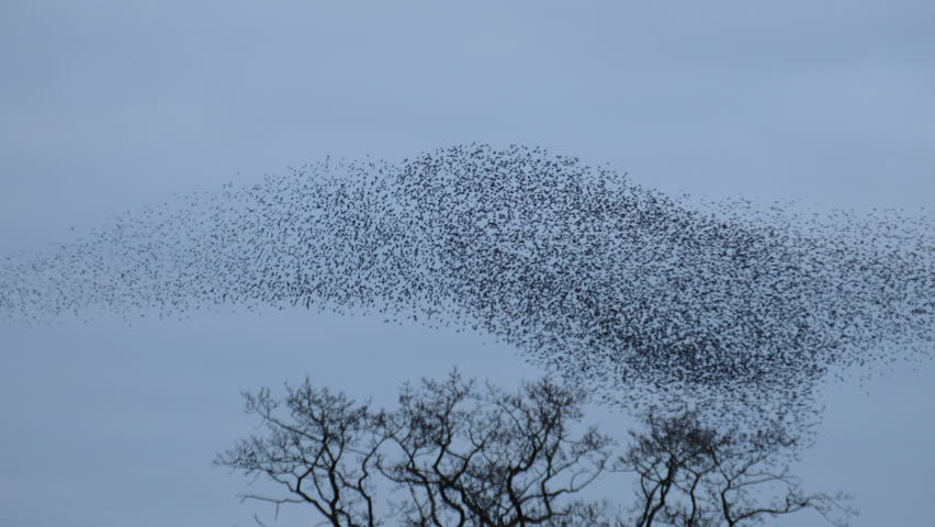 Starling birds murmuration in an overcast sky at the end of the day. Huge groups of starlings in the sky that move in shape-shifting clouds before landing in the trees for the night. Royalty-Free Stock Footage #1106993071