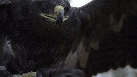 epic shot of a dangerous golden eagle closeup flying in the sky. footage of a brown golden eagle closeup flying and sitting on a branch of tree - Powered by Shutterstock - Get 15% off with code: PIKWIZARD15
