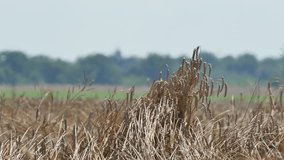 Mirage or heat waves over wheat field on extreme hot summer weather. Global warming and climate change concept video. Video has shallow depth of field