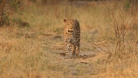 epic shot of a wild male leopard closeup walking alone in the forest. footage of a aggressive wild African leopard standing in Savannah