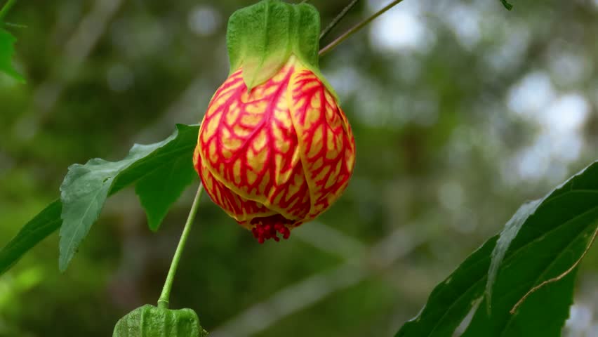 Close -up on a redvein abutilon also known as red vein Indian mallow or Chinese-lantern. Royalty-Free Stock Footage #1106995871