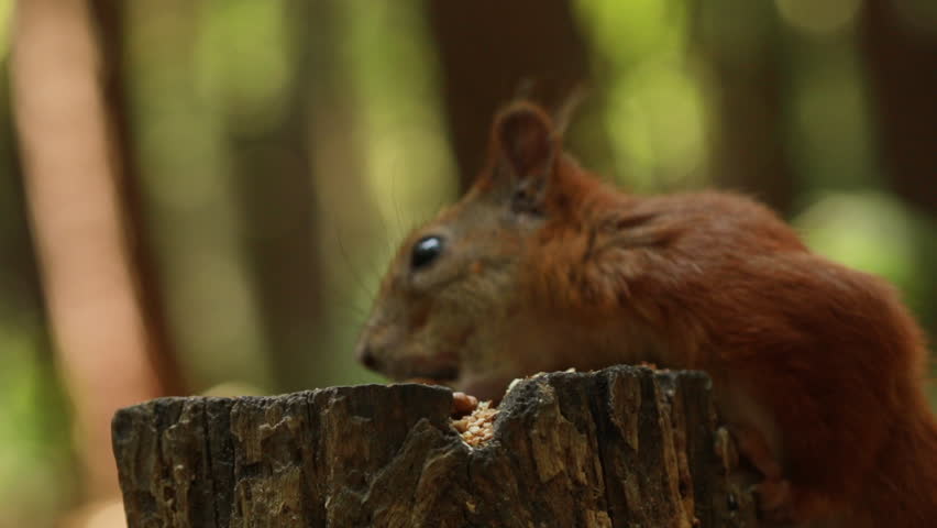 Squirrel eats nuts on a stump close-up. Animal, rodent, nature, cute, nature, wild, hungry | Shutterstock HD Video #1106996335