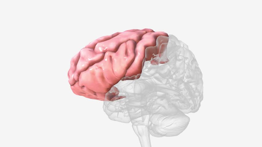 The frontal lobes are the largest lobes in the human brain . Royalty-Free Stock Footage #1106996491