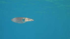 underwater  calamari swimming underwater close and slow ocean scenery animal cephalopod Decapodiformes loligo vulgaris