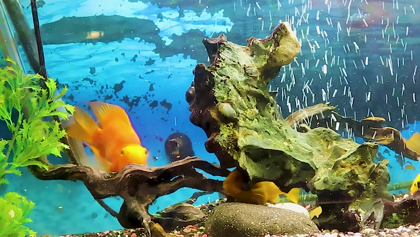 Video of Fish Swimming in a Tropical Freshwater Aquarium. Green Freshwater Aquarium with Golden Cichlid Fish. | Shutterstock HD Video #1106998987