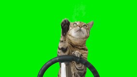 2 clips of a cat sitting behind a steering wheel facing forward on green screen isolated with chroma key, real shot. Bengal cat driving a car.