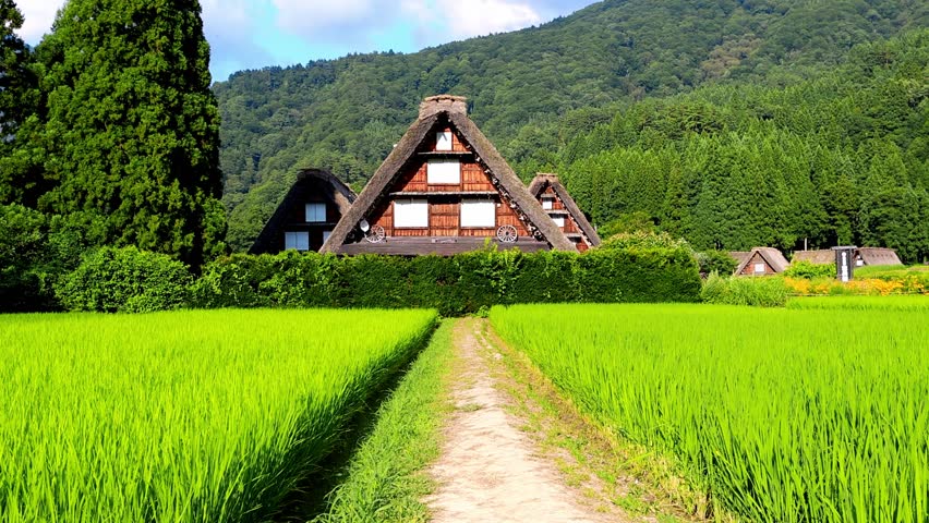 Shirakawa-go village in summer, UNESCO world heritage sites in Japan, Japanese traditional thatched roof houses in a rice field. High quality 4k footage