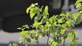 A plant becomes the main object with a background of many motorcycles and cars crossing a paved road in an urban area during the day. Depicting urban pollution and traffic density. Videoed quite close