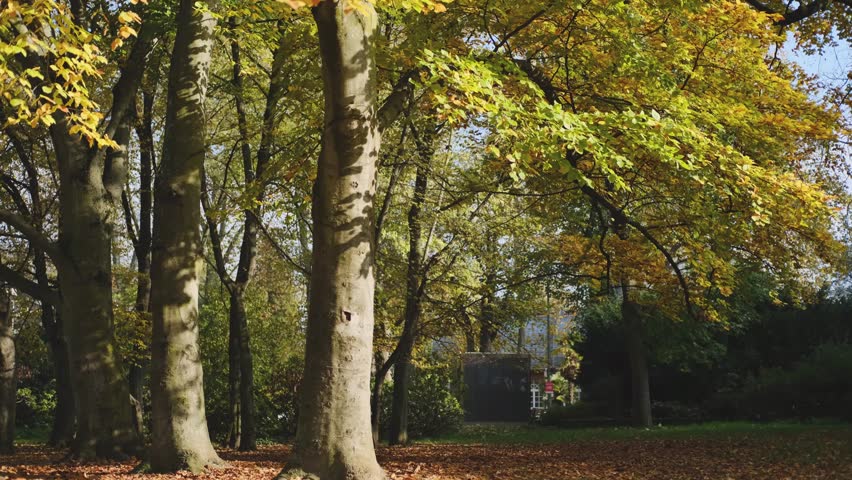 Autumn forest, many yellow and red leaves on the trees.