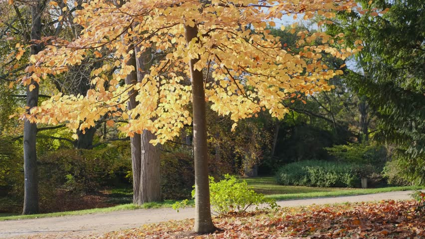 Autumn forest, many yellow and red leaves on the trees.