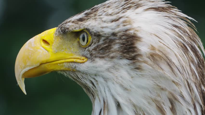 majestic bald eagle extreme face closeup: close-up footage of a wild American symbol, the bald eagle, exhibiting its intense gaze and majestic feathers in the natural outdoors