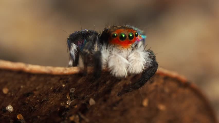 jumping spider resting on a leaf in its natural habitat in Thailand. extreme closeup of a small jumping spider on a leaf