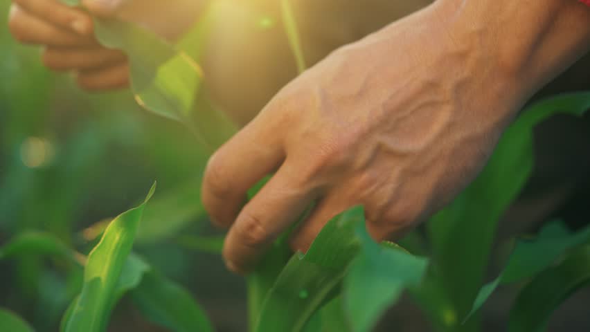 hands corn. the farmer's hands touch the leaves of young corn. corn leaves business concept. a farmer inspecting the leaves of an agricultural plant for pest lifestyle damage Royalty-Free Stock Footage #1107007813