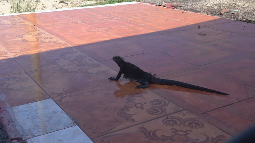 The black Galapagos Marina Iguana, Amblyrhynchus cristatus, is an endemic species that can only found on the Galapagos islands in the pacific ocean of Ecuador.