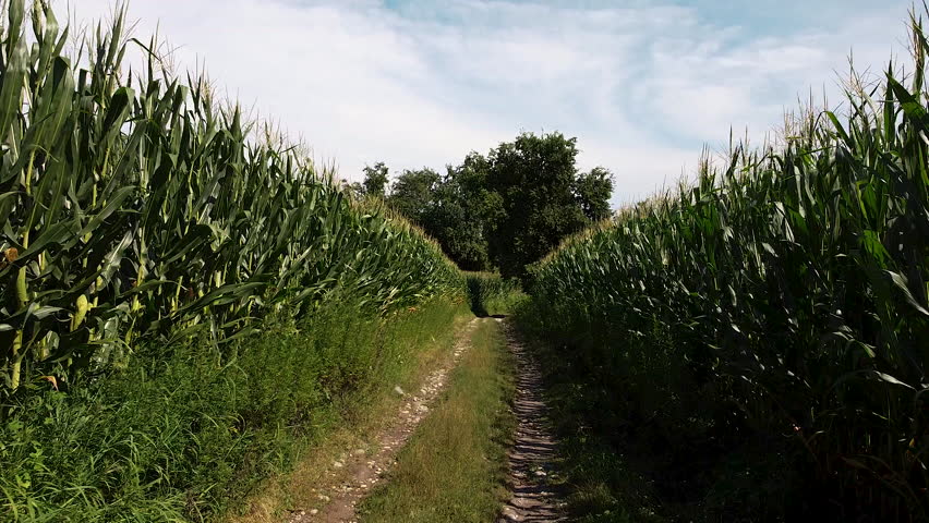 Drone flying over a cornfield following a path Royalty-Free Stock Footage #1107010785