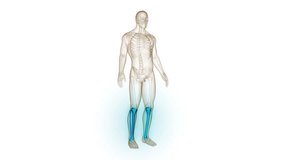 Human Skeleton System Tibia and Fibula Bone Joints Anatomy Animation Concept. 3D