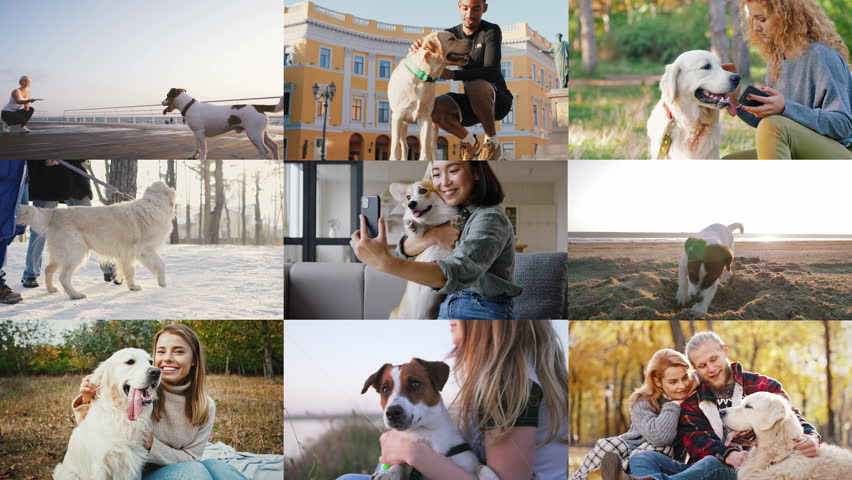 Collage of diverse pet lovers playing together with dogs during funny walks on nature. Positive people having fun with their faithful friends, making selfies on smartphone and playing with ball. Royalty-Free Stock Footage #1107014195