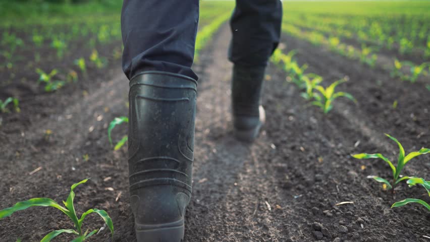 Farmer in rubber boots walks through field of young corn. Agriculture. working farmer cultivates corn crop. Agricultural work in field. worker in rubber boots walks across field Royalty-Free Stock Footage #1107016615