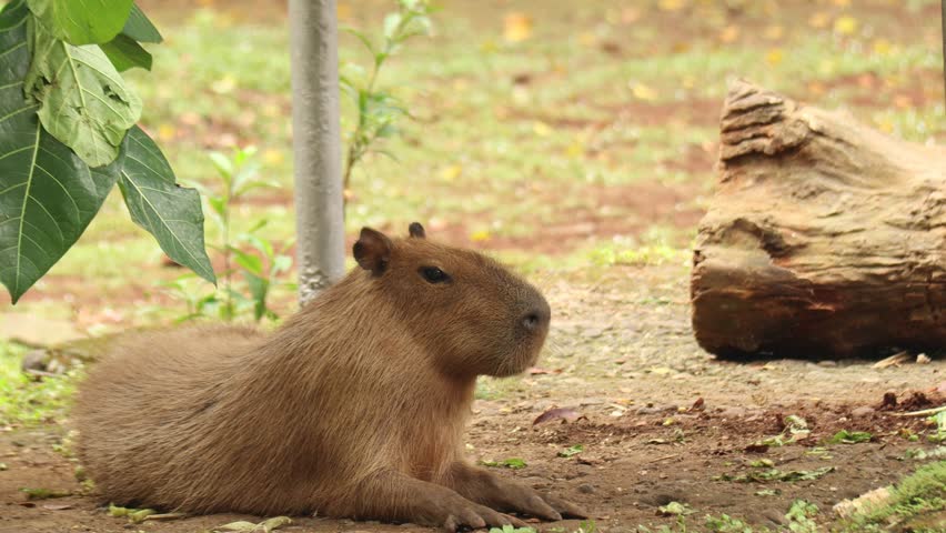 Two Capybaras In Zoo Habitat - Free HD Video Clips & Stock Video