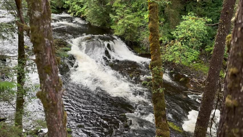 A river in Alaska's Tongass National Forest cascading through the trees