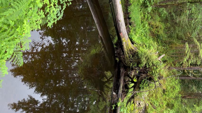 A slow river in the Tongass National Forest near Ketchikan, Alaska - vertical orientation