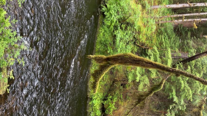 Moss on a tree branch hanging over a river in Alaska