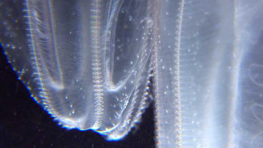 Invasive jellyfish ctenophora (Mnemiopsis leidyi), Black Sea Royalty-Free Stock Footage #1107028975