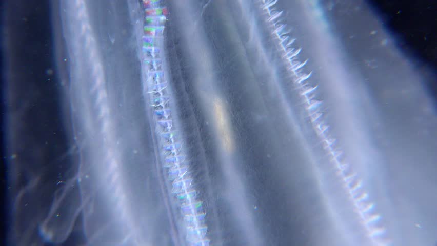 Invasive jellyfish ctenophora (Mnemiopsis leidyi), Black Sea Royalty-Free Stock Footage #1107028977